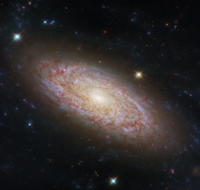 The galaxy NGC 2090 as seen by the Hubble Space Telescope (ESA/Hubble & NASA, D. Thilker)